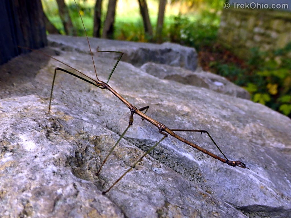 The Walkingstick Insect