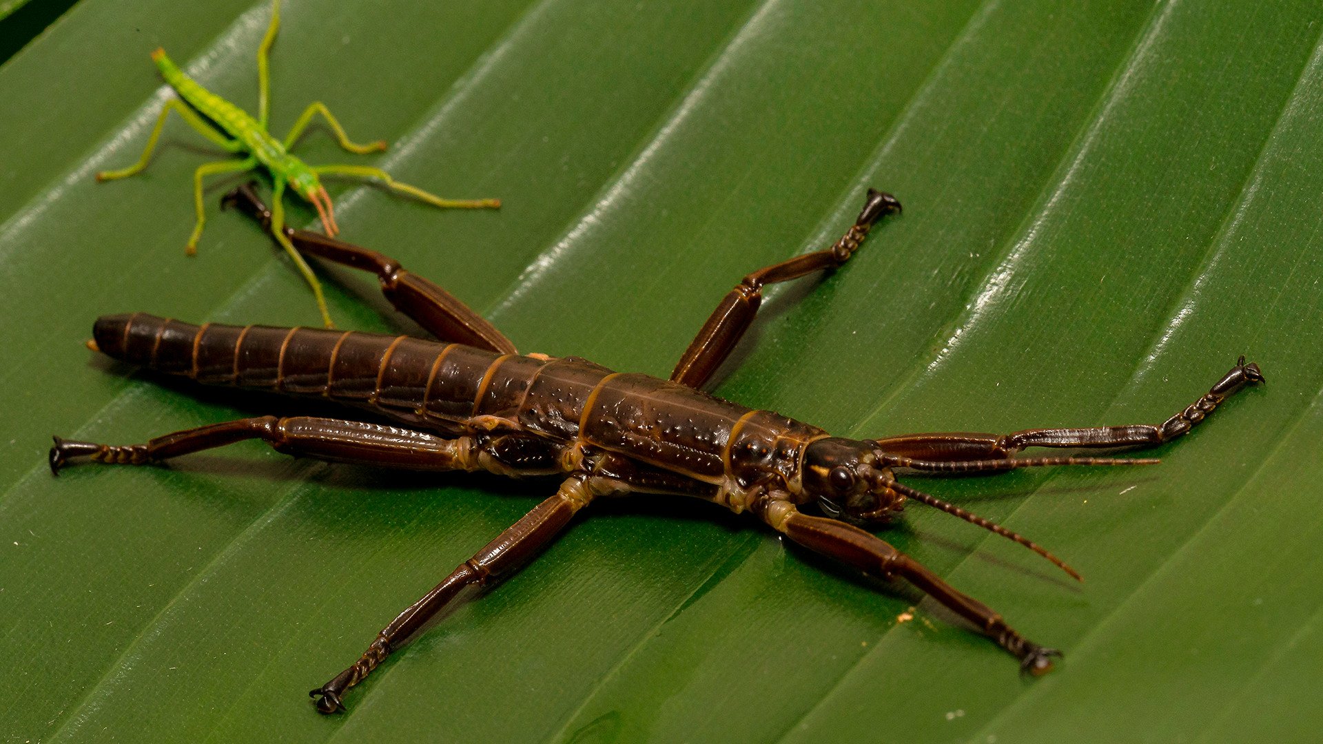 The Lord Howe Island Stick Insect Is