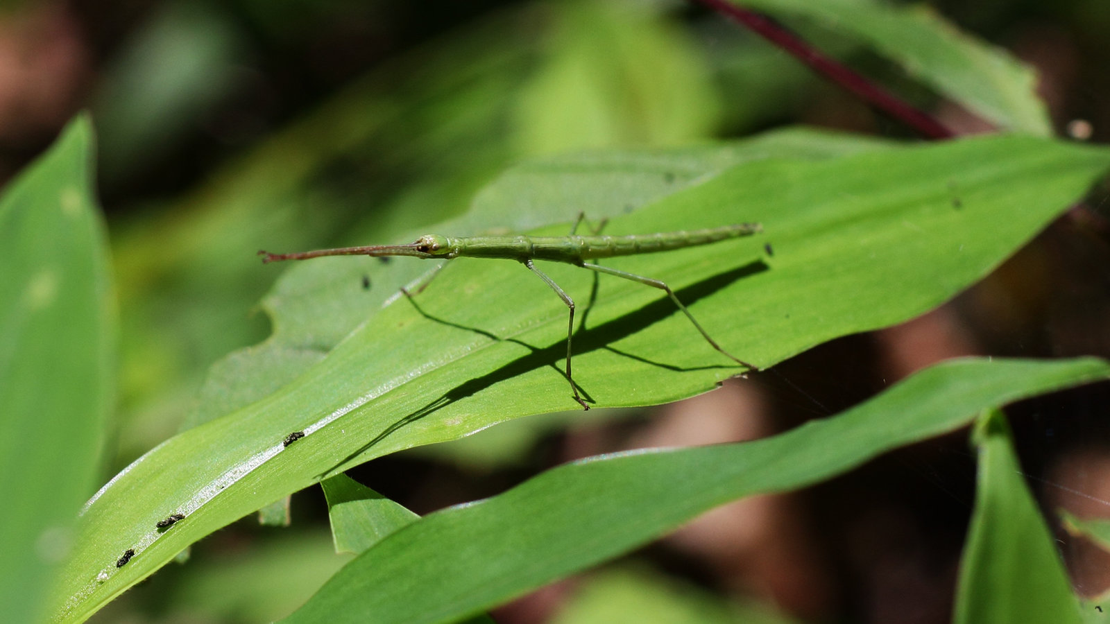 Stick Insects Are Easy Bird Food