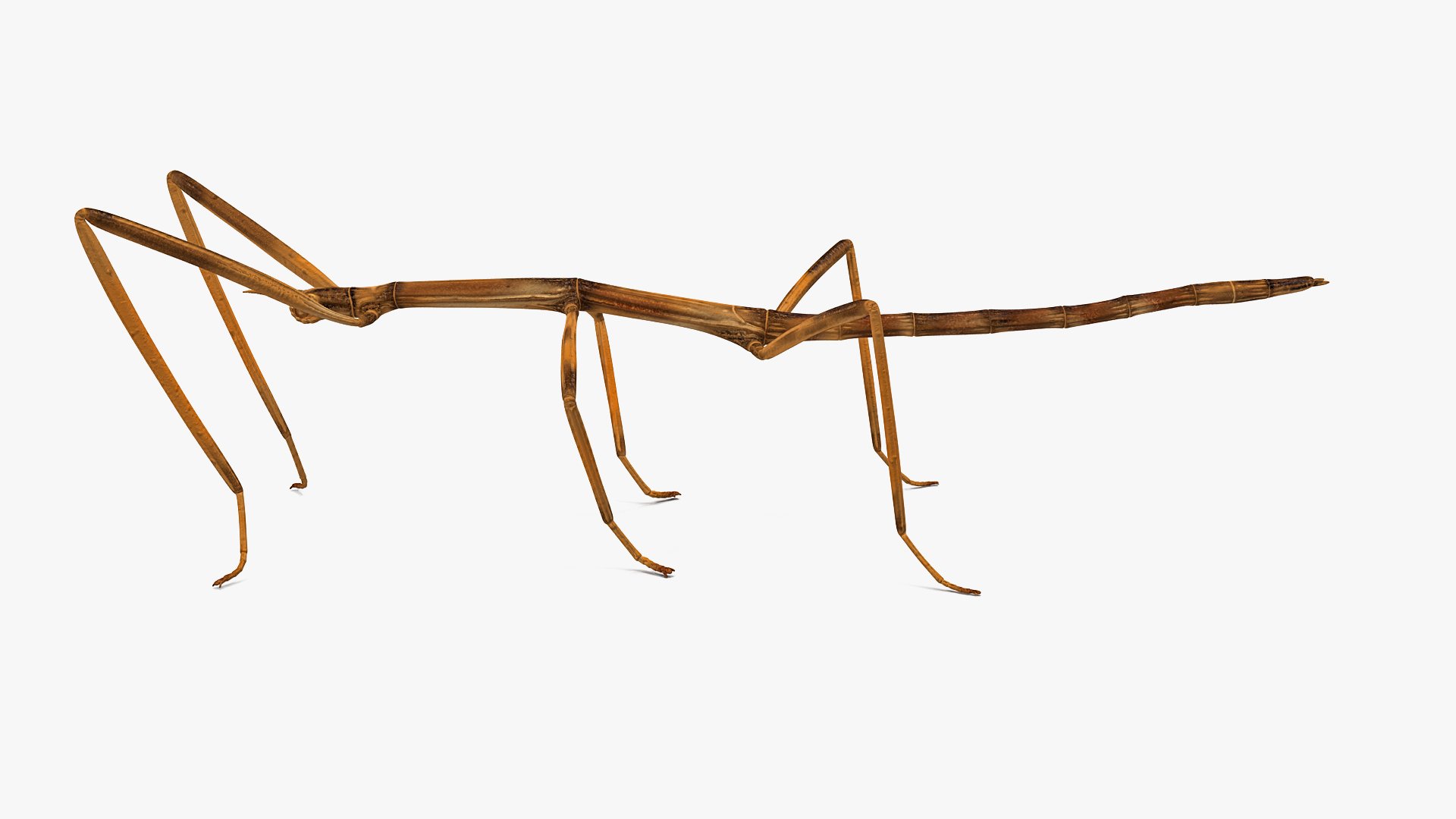 Stick Insect Brown Model