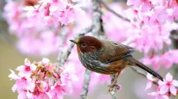 Blooming Pink Serenity: Close-Up Bird Among Cherry