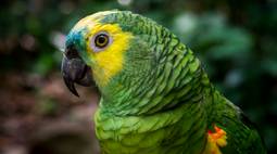 Amazon parrot wallpaper