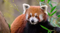 red panda desktop wallpaper