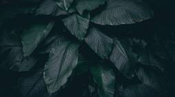 dark leaves 4k wallpaper