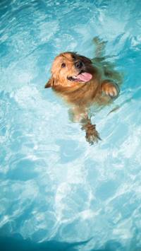 dog swimming wallpaper