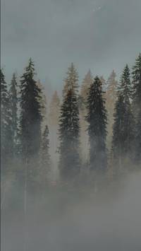 misty woods wallpaper