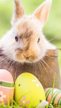 Easter cute bunny wallpaper
