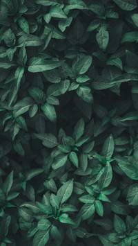 leaf phone wallpaper