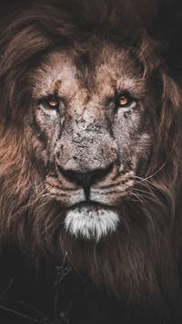 lion iPhone 12 wallpaper