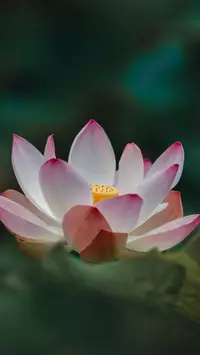 Lotus flower iPhone wallpaper
