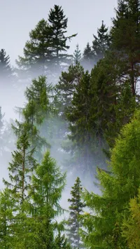 rainy nature mobile wallpaper